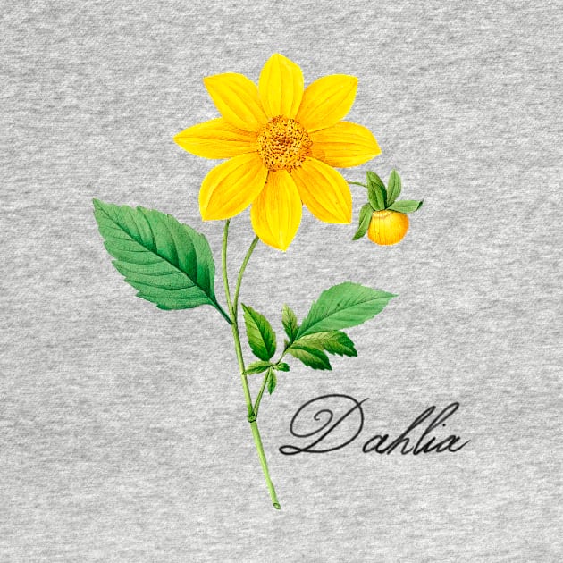 Dahlia Flower by thecolddots